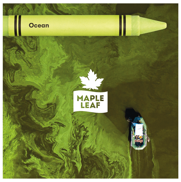 maple leaf_ocean